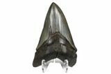 Serrated, Fossil Megalodon Tooth - South Carolina #180907-1